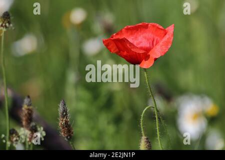 gros plan d'une fleur de pavot rouge en fleurs Banque D'Images