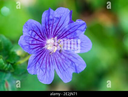 Un gros cliché d'une fleur de clackei géranium. Banque D'Images