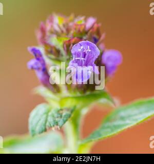 Photo macro d'une tête de fleur autocicatrelle commune. Banque D'Images