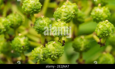 Un gros plan de quelques fleurs d'envie de miel vert. Banque D'Images