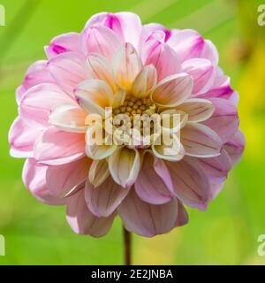 Photo macro d'une petite fleur de dahlia. Banque D'Images