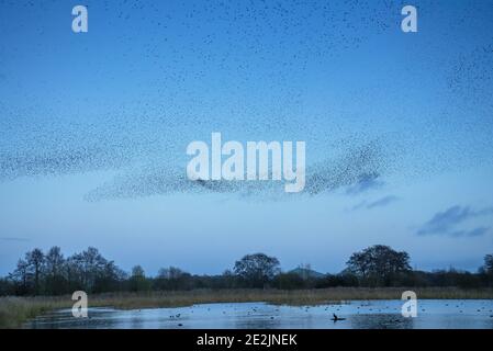 Des troupeaux énormes d'amidons communs, Sturnus vulgaris, dans des murmures comme ils viennent à rôtir. Somerset niveaux avec Glastonbury Tor au-delà. Banque D'Images