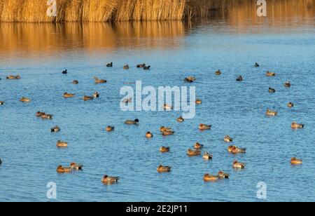 Troupeau de perruques, la pénélope de Mareca, avec Gadwall, etc., sur un lac à Ham Wall, réserve RSPB, niveaux de Somerset, Somerset. Banque D'Images