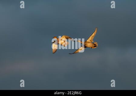 Paire de Gadwall, Mareca strespera, un après-midi de tempête, les niveaux de Somerset en hiver. Banque D'Images