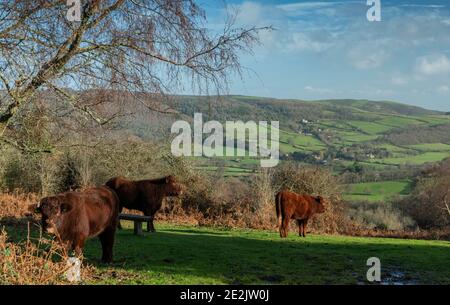 Le bétail Red Ruby Devon paître dans un vieux pâturage sur Crawter Hill, avec Selworthy Beyond. Exmoor, Somerset. Banque D'Images