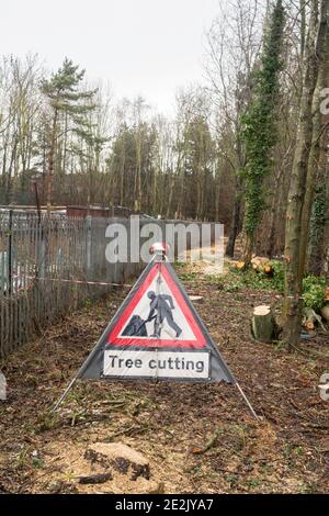 Panneau d'avertissement coupe d'arbre, pas d'entrée en raison de l'abattage d'arbres ou d'autres travaux d'entretien, Angleterre, Royaume-Uni Banque D'Images