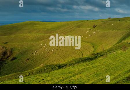 Moutons paissant sur la colline de Hambledon, un fort préhistorique de la colline de l'âge du fer, sur la craie dans le Dorset. Banque D'Images