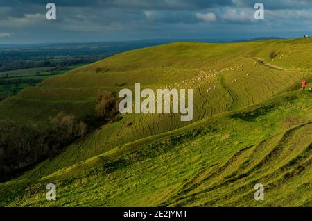 Moutons paissant sur la colline de Hambledon, un fort préhistorique de la colline de l'âge du fer, sur la craie dans le Dorset. Banque D'Images