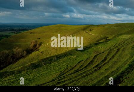 Moutons paissant sur la colline de Hambledon, un fort préhistorique de la colline de l'âge du fer, sur la craie dans le Dorset. Banque D'Images