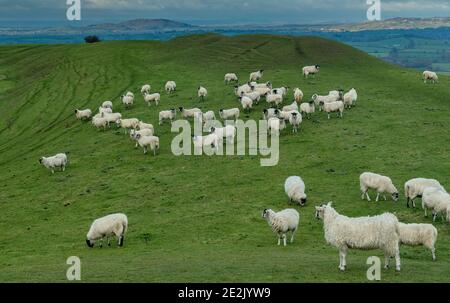 Moutons paissant sur la colline de Hambledon, un fort préhistorique de la colline de l'âge du fer, sur la craie dans le Dorset. Banque D'Images