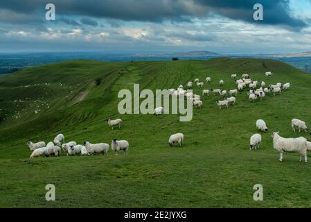 Moutons paissant sur la colline de Hambledon, un fort préhistorique de la colline de l'âge du fer, sur la craie dans le Dorset. Banque D'Images