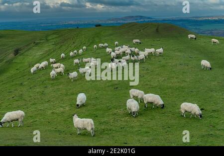 Moutons paissant sur la colline de Hambledon, un fort préhistorique de la colline de l'âge du fer, sur la craie dans le Dorset. Banque D'Images