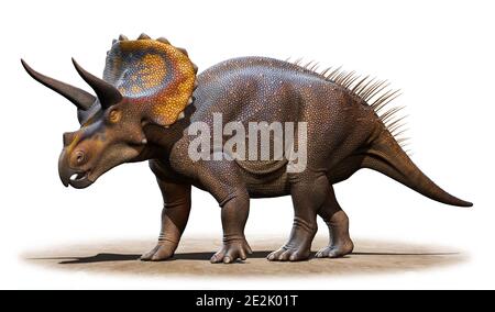 Le Triceratops horridus Banque D'Images