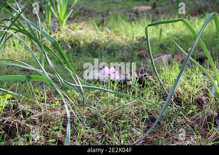 Anémone à feuilles larges, anémone d'étoiles, fleur de vent d'étoiles. Le nom latin est anemone hortensis. Banque D'Images