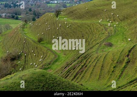 Moutons paissant sur la colline de Hambledon, un fort préhistorique de la colline de l'âge du fer, sur la craie dans le Dorset. Banque D'Images