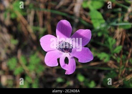 Anémone à feuilles larges, anémone d'étoiles, fleur de vent d'étoiles. Le nom latin est anemone hortensis. Banque D'Images