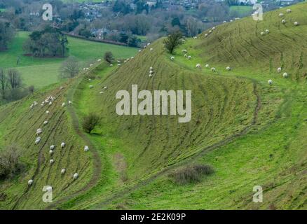 Moutons paissant sur la colline de Hambledon, un fort préhistorique de la colline de l'âge du fer, sur la craie dans le Dorset. Banque D'Images