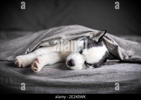 Un petit chien blanc chiot race husky sibérien avec de beaux yeux bleus repose sur le tapis gris. Photographie de chiens et d'animaux de compagnie Banque D'Images