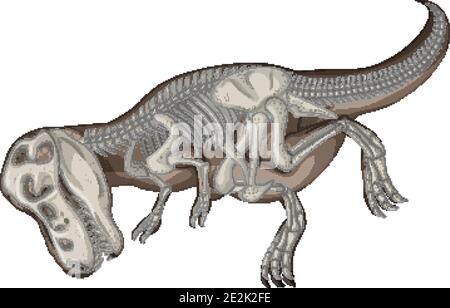 Des squelettes de dinosaures complets sur fond blanc Illustration de Vecteur