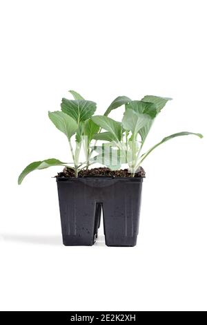 Emballage plastique de quatre cellules de brocoli prêtes pour le jardin. Isolé sur un arrière-plan blanc avec un masque inclus. Banque D'Images