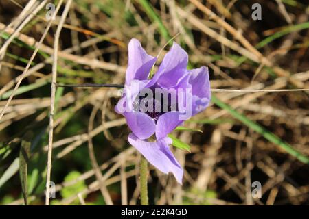 Anémone à feuilles larges, anémone d'étoiles, fleur de vent d'étoiles. Le nom latin est anemone hortensis. Banque D'Images