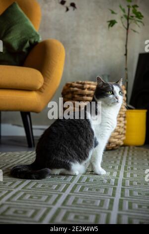 Chat court de couleur grise et blanche assis sur un tapis regarder dans un intérieur confortable et moderne avec jaune et touches vertes Banque D'Images