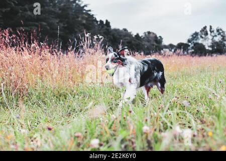 Magnifique jeune homme Blue Merle Berger australien marchant dans un terrain d'été avec une balle de tennis. Mise au point sélective avec arrière-plan flou Banque D'Images