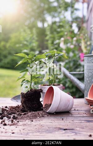 Banc de jardin extérieur avec des plantes de poivre et le sol se répande de la poterie d'argile devant un stand de plantes de hollyhock. Profondeur de champ extrêmement faible Banque D'Images