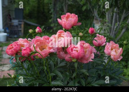 Pivoine herbacée charme de corail dans le jardin de fleurs Banque D'Images