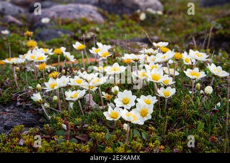 La dryade arctique alpin ou dryad, formant une grande colonie de plantes de la toundra arctique qui sont ronds et de prospérer dans le froid Banque D'Images
