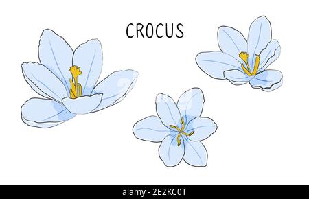 Fleurs de Crocus isolées sur fond blanc. Illustration du vecteur de stock. Illustration de Vecteur