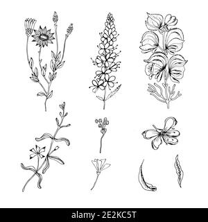 Esquisse d'un ensemble de plantes de champ. Contours dessinés à la main de fleurs sauvages et d'herbes sur un fond blanc. Contours noirs d'herbes sauvages isolées sur blanc. Illustration de Vecteur