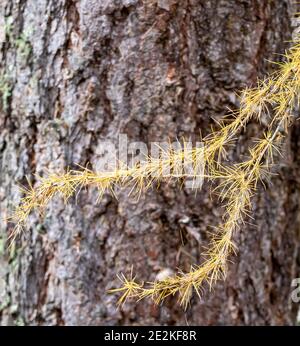 Branche de mélèze jaune en automne ou en automne. Gros plan de la branche de mélèze avec des aiguilles dorées et de l'écorce d'arbre en arrière-plan. Banque D'Images