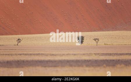 Sossus Vlei, Sesriem, Parque Nacional Namib Naukluft, Desierto del Namib, Namibie, Afirca Banque D'Images