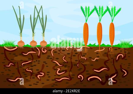 Écorché de terre avec des vers de terre et des légumes. Illustration des vers de terre dans le sol du jardin.passage de l'air et de l'eau dans le sol créé par les vers de terre.Vector Illustration de Vecteur