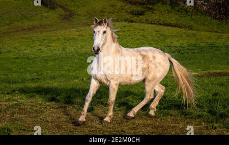 White Lusitano Running, gratuit et sauvage. Banque D'Images