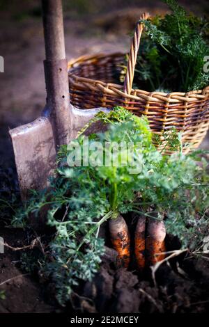 récolte de carottes. beaucoup de carottes dans un panier dans le jardin et une pelle à proximité Banque D'Images