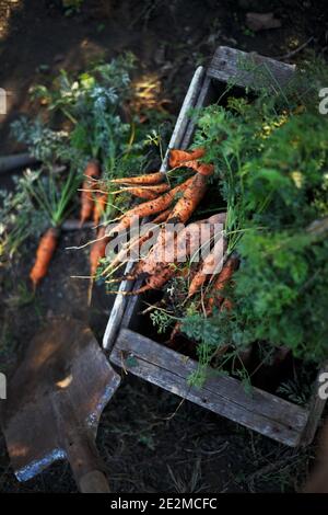 récolte de carottes. beaucoup de carottes dans une boîte dans le jardin et une pelle. Banque D'Images