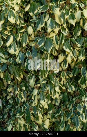 Hedera Colchica Dentata Variegata Stock Photo