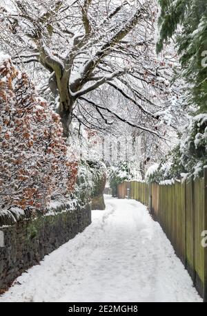 Haies et arbres de hêtre enneigés à Ladderbanks Lane, Baildon, Yorkshire, Angleterre. Banque D'Images