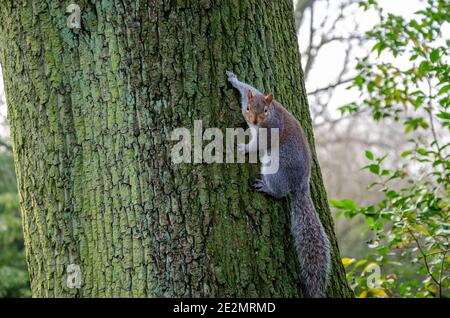 Écureuil mignon brun et gris accroché à un arbre dans le parc Wardown, Luton, Angleterre. Banque D'Images
