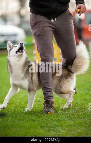 Husky MIX Dog dans un circuit Agility Dog lors d'une formation. Le chien marche sous les jambes de l'entraîneur Banque D'Images