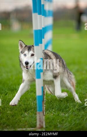 Chien de mélange Husky dans une piste de chien d'agilité pendant un la formation est en cours à travers les pôles Banque D'Images