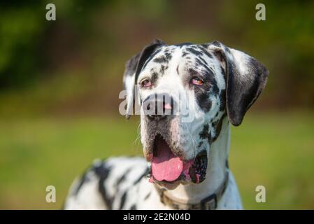 Grand portrait de Dane d'Arlequin. Le chien fait des expressions amusantes Banque D'Images