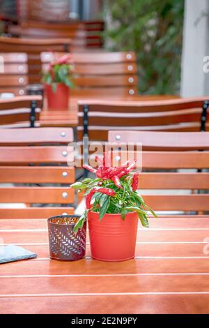 Piments rouges en pots. Rue café, intérieur. Détails. Erfurt, Allemagne Banque D'Images