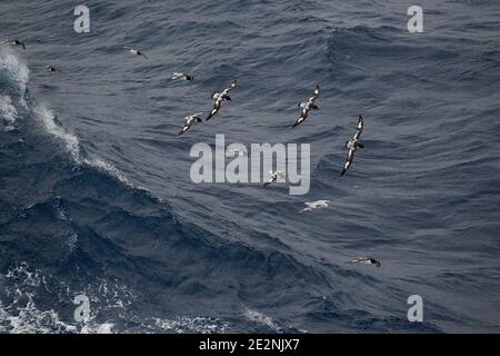 Fulmars du Sud (Fulmarus glacialoides) et Cap Pétrels (Daption capense), en vol au-dessus de la mer de Scotia, îles Shetland du Sud, Antarctique 14th de Banque D'Images