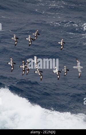 Fulmar méridional (Fulmarus glacialoides) et Cap Pétrels (Daption capense), en vol près des îles Shetland Sud, Antarctique 14 décembre 2015 Banque D'Images