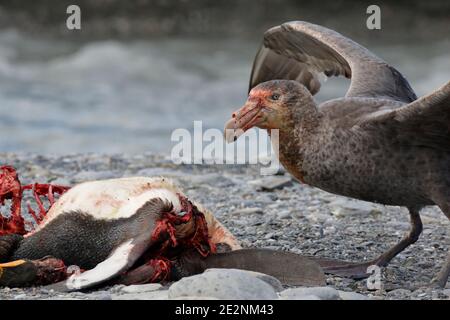 Northern Giant-Petrel (Macronectes halli), baie St Andrews, Géorgie du Sud, se nourrissant de la carcasse du manchot royal 8 décembre 2015 Banque D'Images