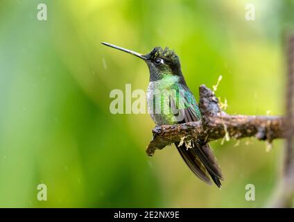 Gros plan de Talamanca Hummingbird( Eugenes spectabilis) perçant sur une branche dans les hautes terres du Panama. Cet oiseau se trouve également au Costa Rica Banque D'Images