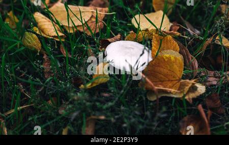 Un champignon sauvage blanc en herbe verte et feuilles jaunes Banque D'Images
